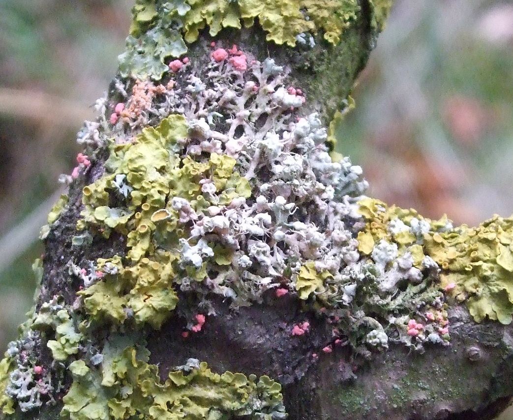 Lichenicolous Fungi The British Lichen Society 5273